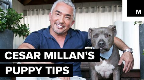Tip 2: Decide on the House Rules. . Cesar millan how to train your dog to come when called